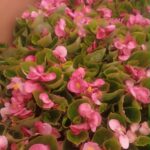 Tavaszi virágosítás