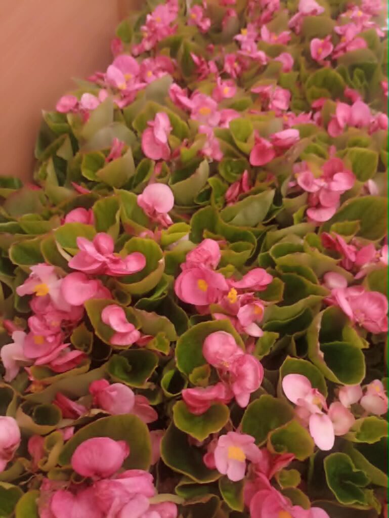 Tavaszi virágosítás