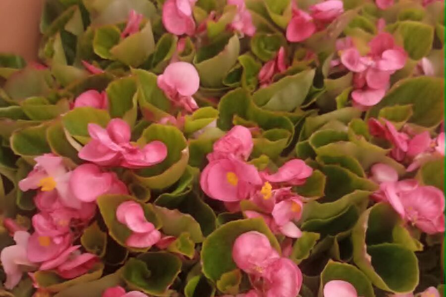 Tavaszi virágosítás